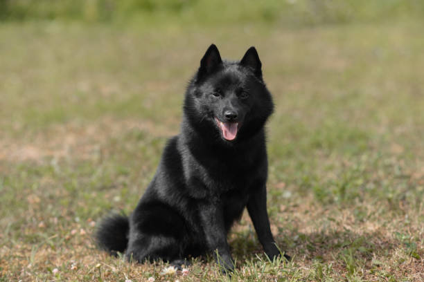 istock schipperke dog sits on lawn 2177083614