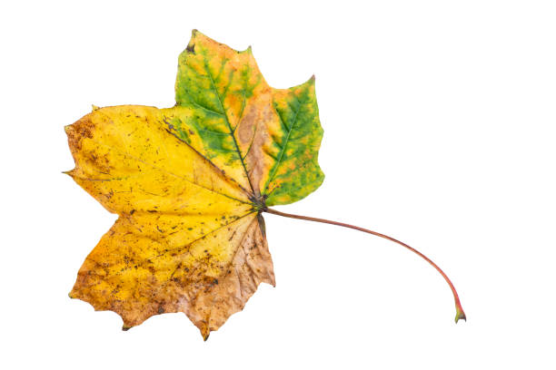 istock Maple leaf in autumn fall colour during November, macro close up file cut out and isolated on a white background 2177083700