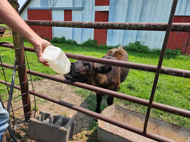 istock Feeding a baby cow milk 2177084267