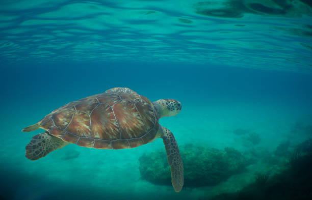 istock a sea turtle on the reef 2177084454