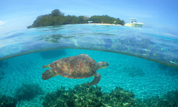 istock a sea turtle on a reef on an island in Venezuela 2177084465