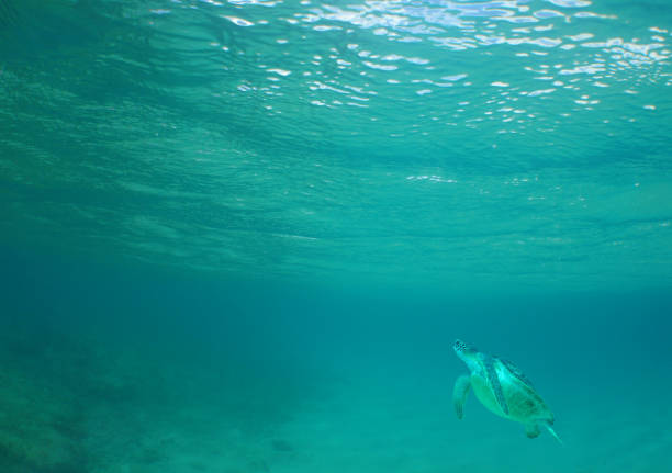 a sea turtle on a reef  in the caribbean sea