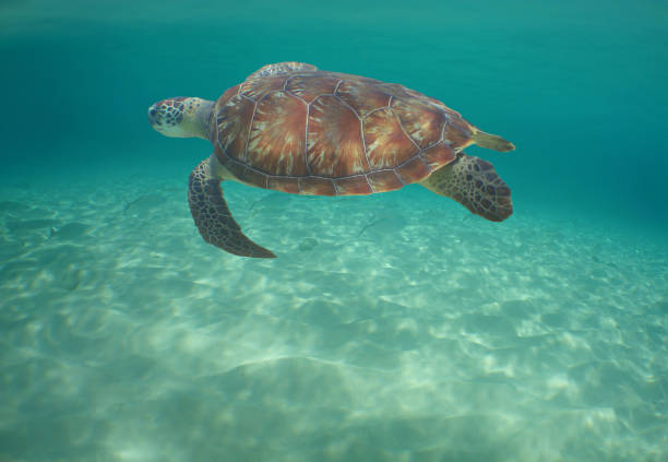 istock a sea turtle on a reef in the caribbean sea 2177084498