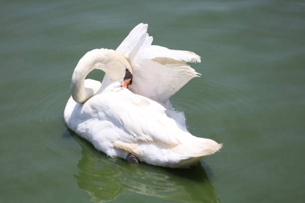 Close up White swan is cute in river
