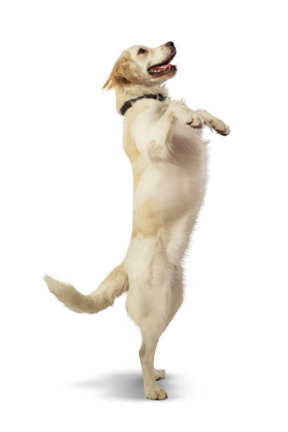istock Golden Retriever Standing on Hind Legs on White Background 2177089304