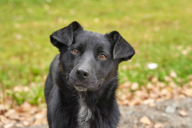 istock Curious black dog in nature setting with green background and fallen leaves 2177089739