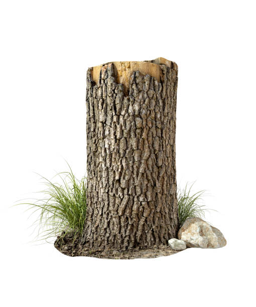 istock Cutout stump wood tree on white backgrounds 3d render 2177090016