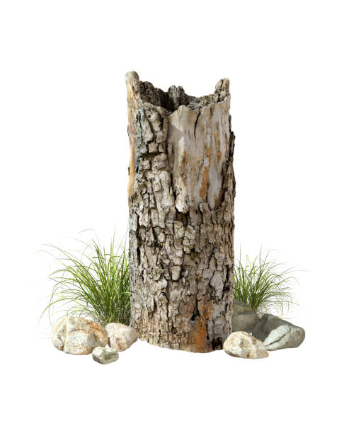 istock Dried dead wood tree stump isolated white backgrounds 3d illustrations 2177090027