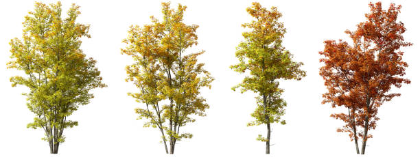 istock Cutout autumn trees with colorful foliage isolate white backgrounds 3d render 2177090045