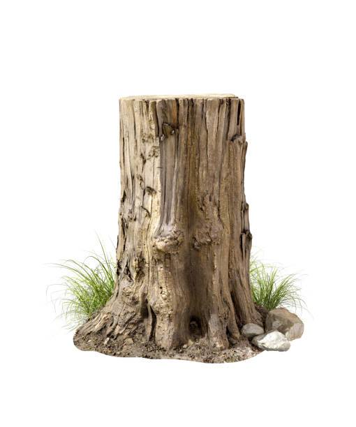 istock Cut-out tree stump roots hardwood white background 3d render 2177090055