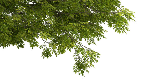 istock Large tree branches and foliage leaves on top border white background 3d render 2177090058