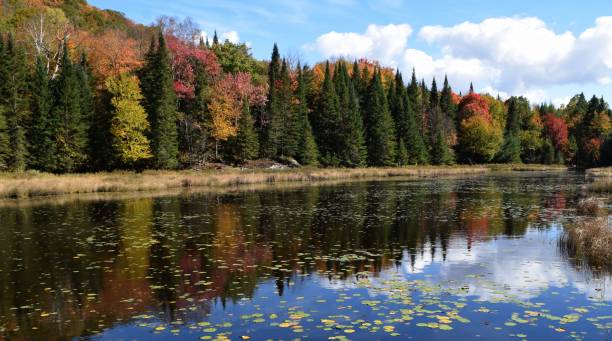 istock Autumn colours at the lake 2177090711