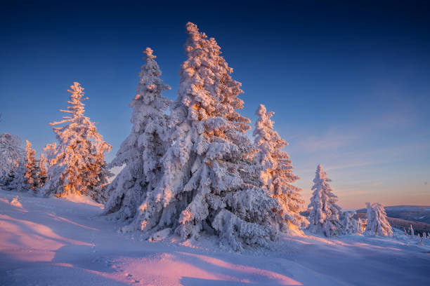 istock Snowy Trees at Sunset in Winter Landscape 2177091945