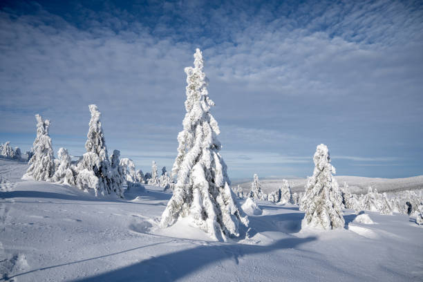 istock Snow-Covered Trees in Winter Landscape 2177091973