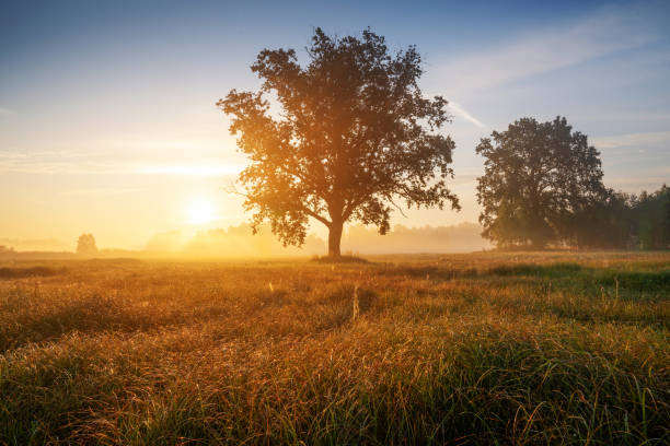 istock Sunrise Over Misty Field with Lone Tree 2177091979