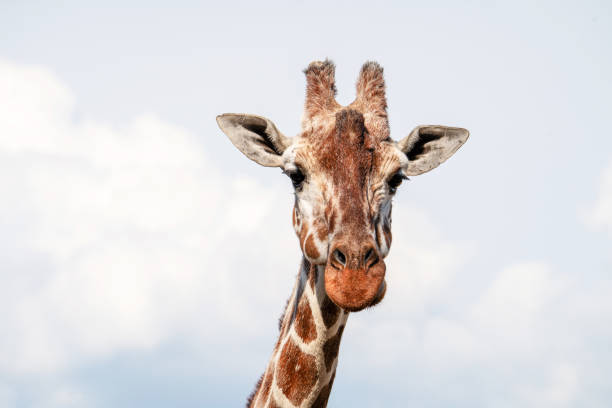 istock Close-up of Giraffe against Cloudy Sky 2177092020