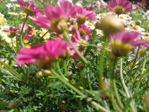 Varieties in display. Harmonious color collection.