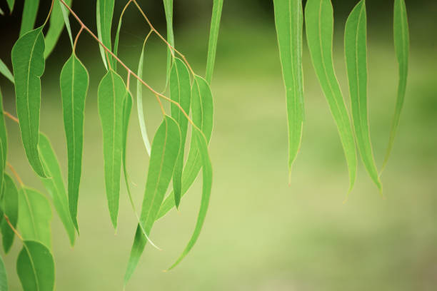 Eucalyptus green leaves abstract background with copy space, natural medical background