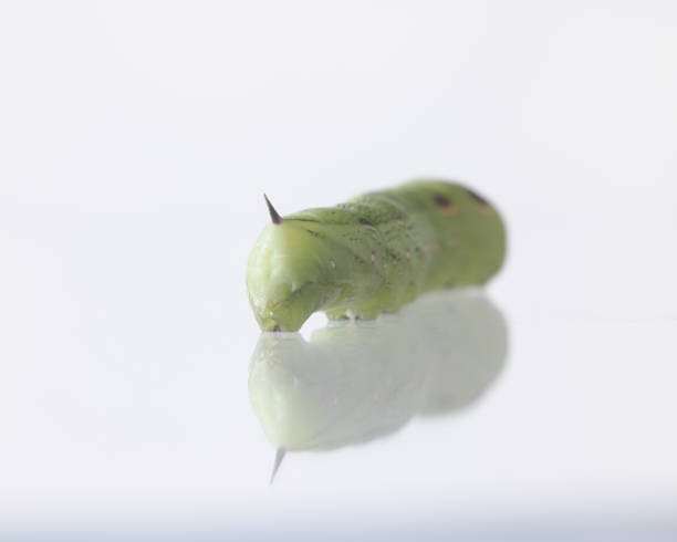 Horned Caterpillar - Mimicking a Snake - White Background - Tersa Sphinx Moth - Macro - Back