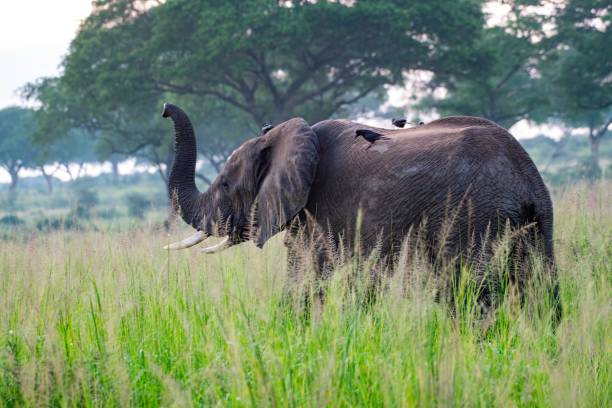 African Elephant in bushland at Murchison falls National park in Uganda