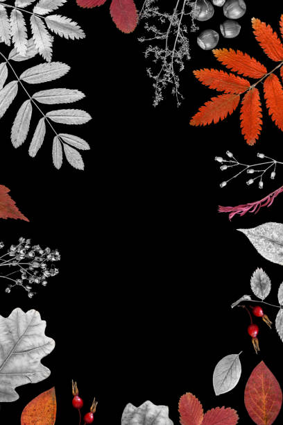 Autumn frame. Silver and orange fallen leaves of different trees with dry herbs, nuts and acorns on black background, copy space, vertical format.