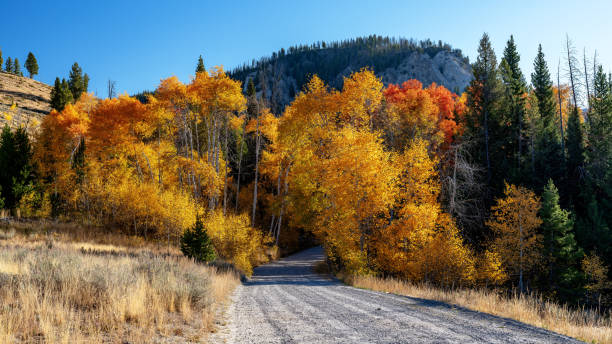 istock Gravel road leads through autumn aspens trees 2177098410