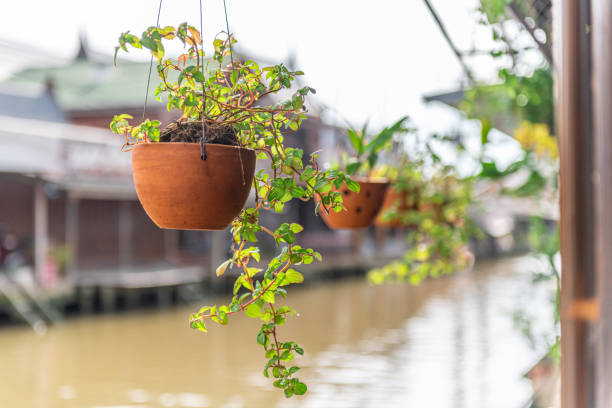 Hanging flower pot with tropical plant at pink wall