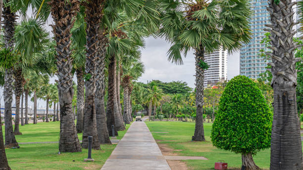 istock A view of palm trees 2177099065