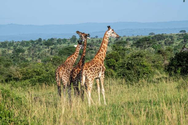 istock Giraffe in the Africa savannah grass 2177099702