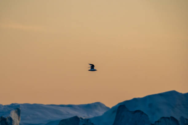 seagull flying over icebergs in sunset sky