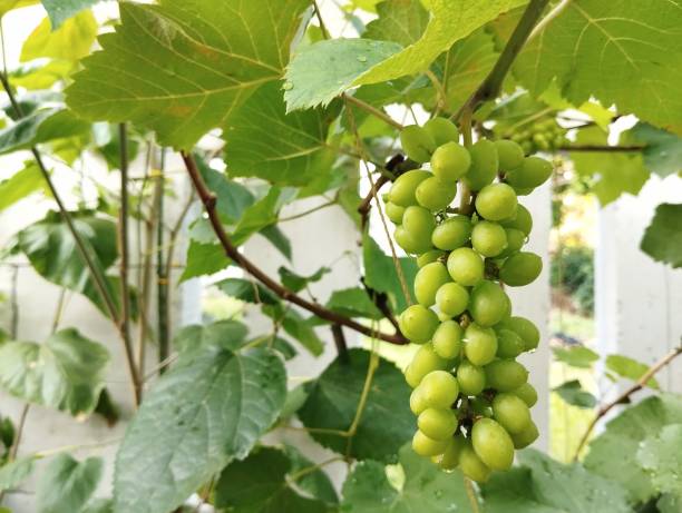 istock Fresh green grapes on the tree at home 2177102125