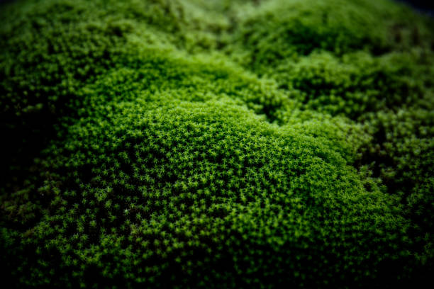 Moist and dense carpet of moss.