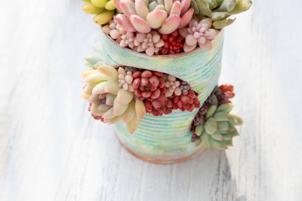 Colorful Succulent plants Pot Gardening