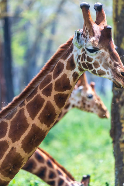 Close-up of Rothchild Giraffe - Giraffa camelopardalis camelopardalis- feeding in the bushes in Lake Nakuru national park, Kenya