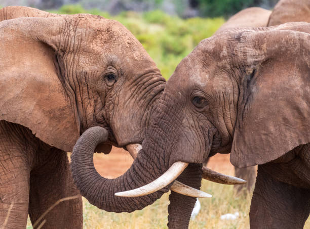 istock African elephant in Samburu National Reserve 2177102525
