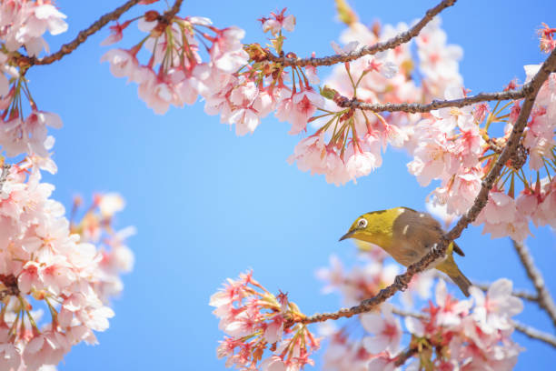 A white-eye perches on a branch of a cherry tree in full bloom