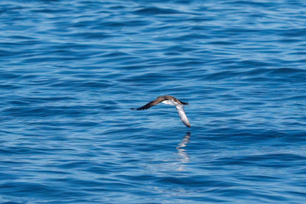 A shearwater flying on a choppy blue sea.