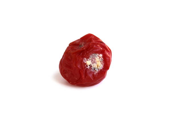 istock Spoiled product, wrinkled tomato covered in mold. 2177103204