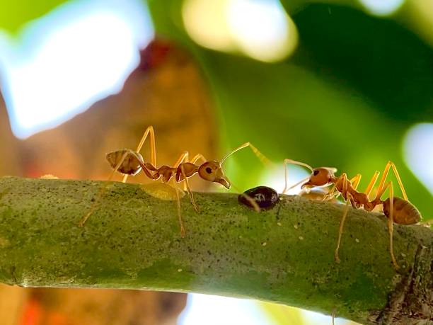 istock macro of red ants crawling on a tree branch 2177103337