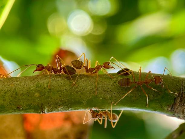 istock acro of red ants crawling on a tree branch 2177103343