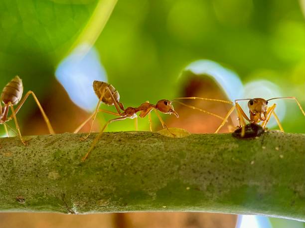 istock macro of red ants 2177103352