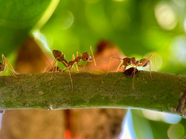 istock acro of red ants crawling on a tree branch 2177103358