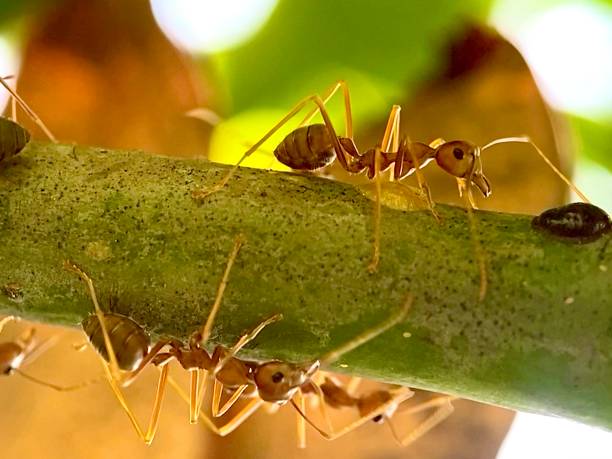 istock macro of red ants crawling on a tree branch 2177103371