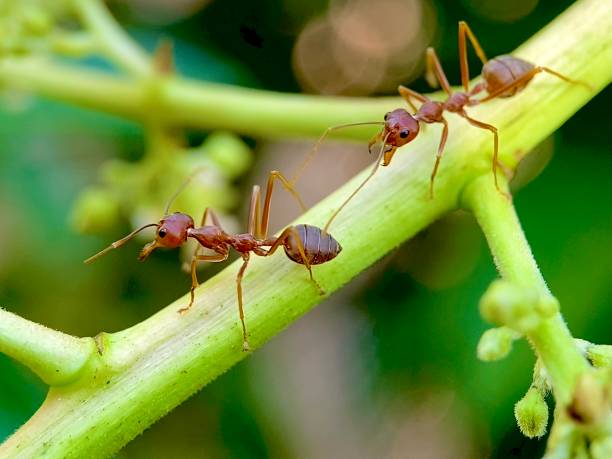 istock macro of red ants crawling on a tree branch 2177103373