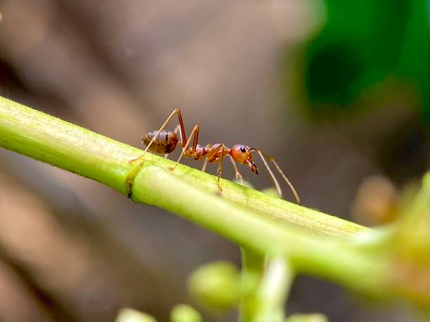 istock macro of red ants crawling on a tree branch 2177103389