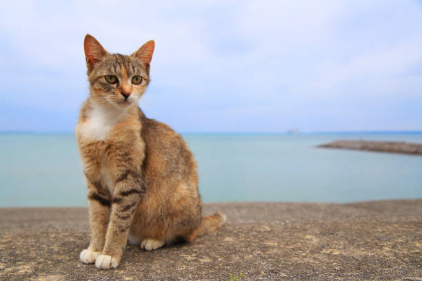 istock Kitten relaxing on ocean bank 2177103816