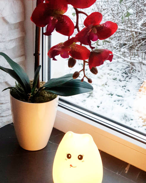 istock red orchid on the windowsill in winter 2177104549