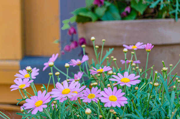 Daisy flower head showing its face on top of covered flower heads