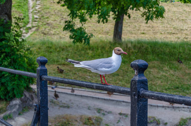 View of seagulls standing on a metal fence