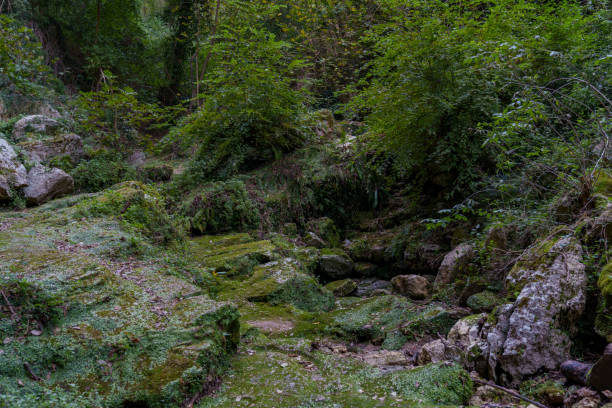 istock A dry mountain riverbed with surrounding vegetation 2177107826